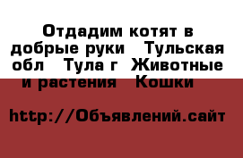 Отдадим котят в добрые руки - Тульская обл., Тула г. Животные и растения » Кошки   